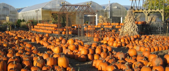 October at the Market Pumpkin PAHLooza!