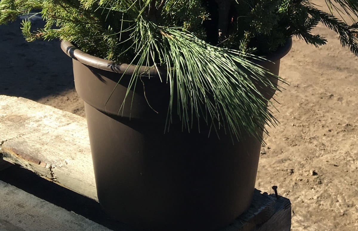 Spruce Tip Container