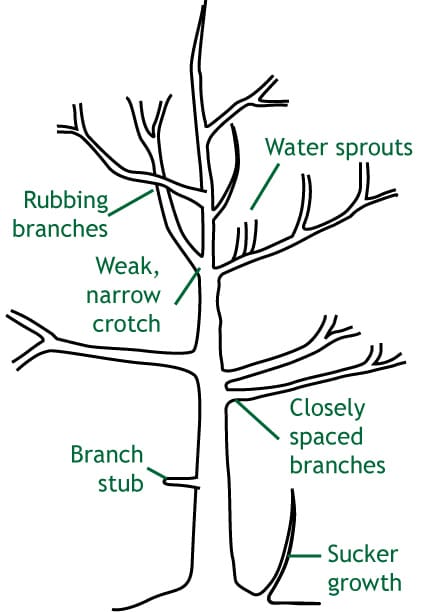 Prunable Tree