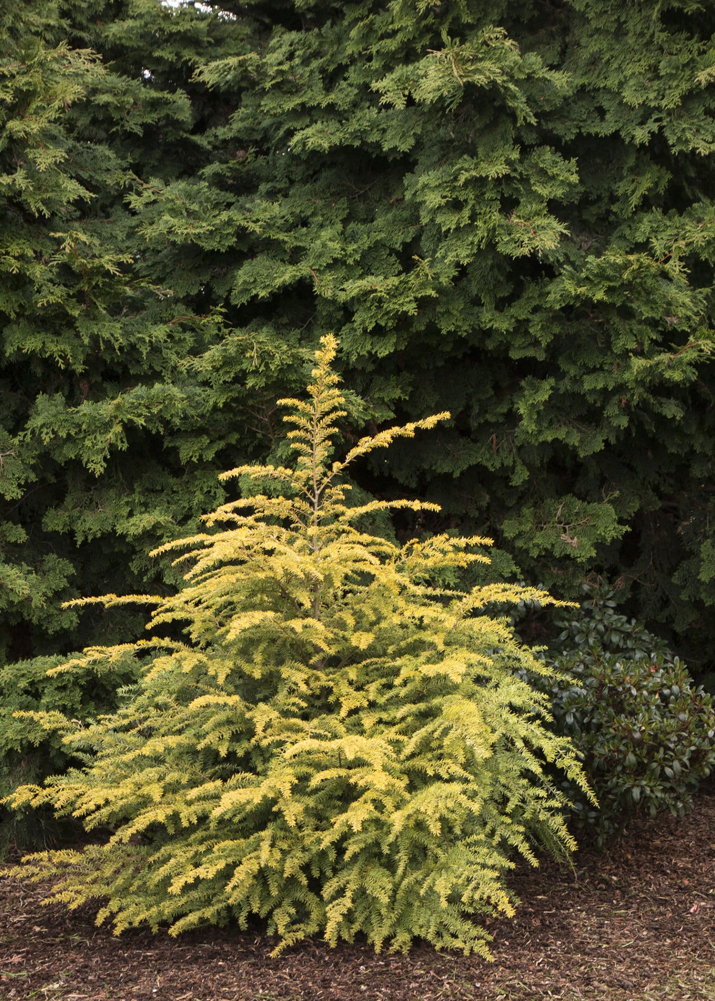 Golden Duke Eastern Hemlock Plant Library Pahl's Market Apple