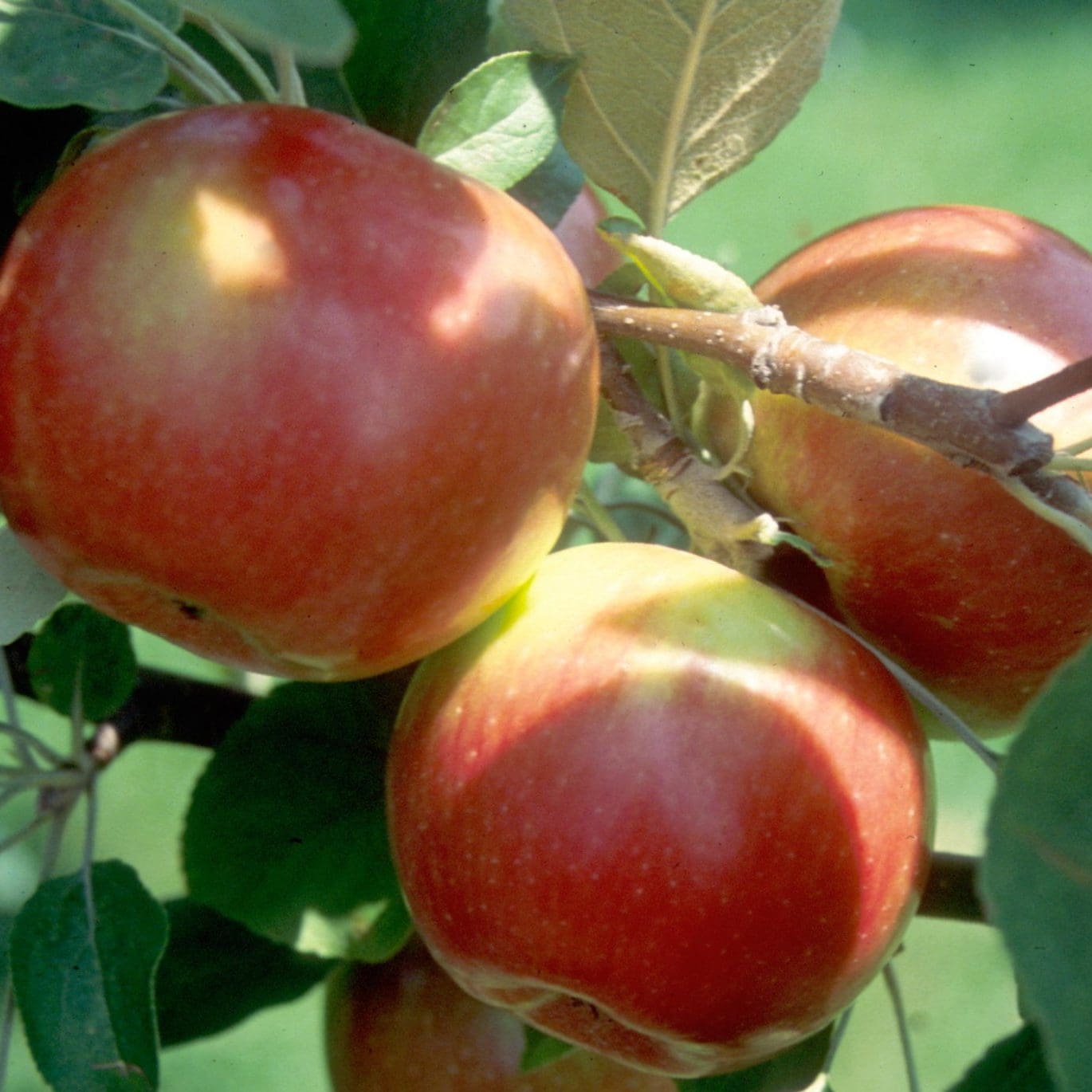 CSA Apple Pick