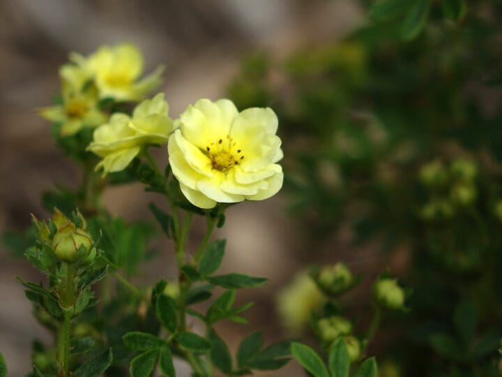 Lemon Meringue Potentilla