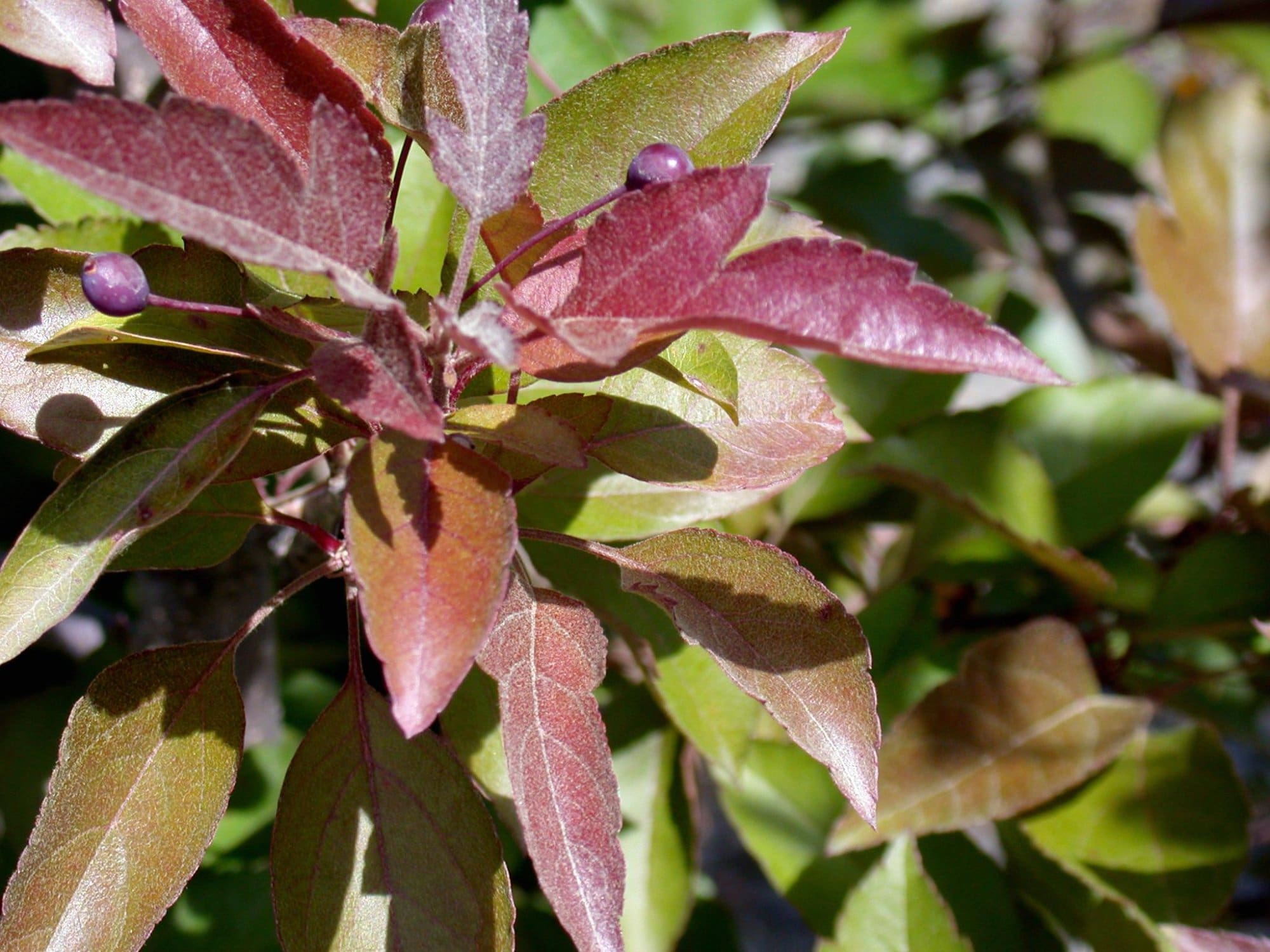Ruby Tears Crabapple Plant Library Pahl's Market Apple Valley, MN