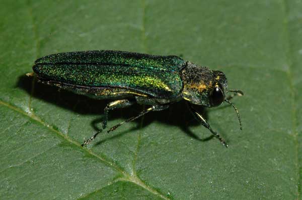 Emerald Ash Borer