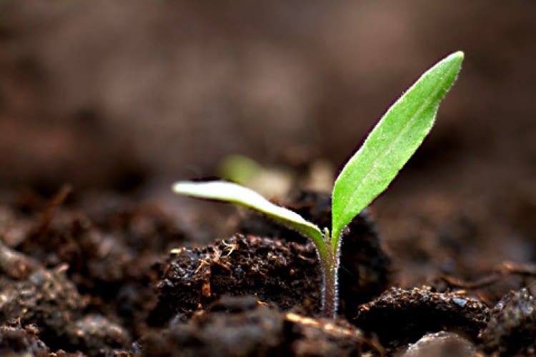 tomato seedling