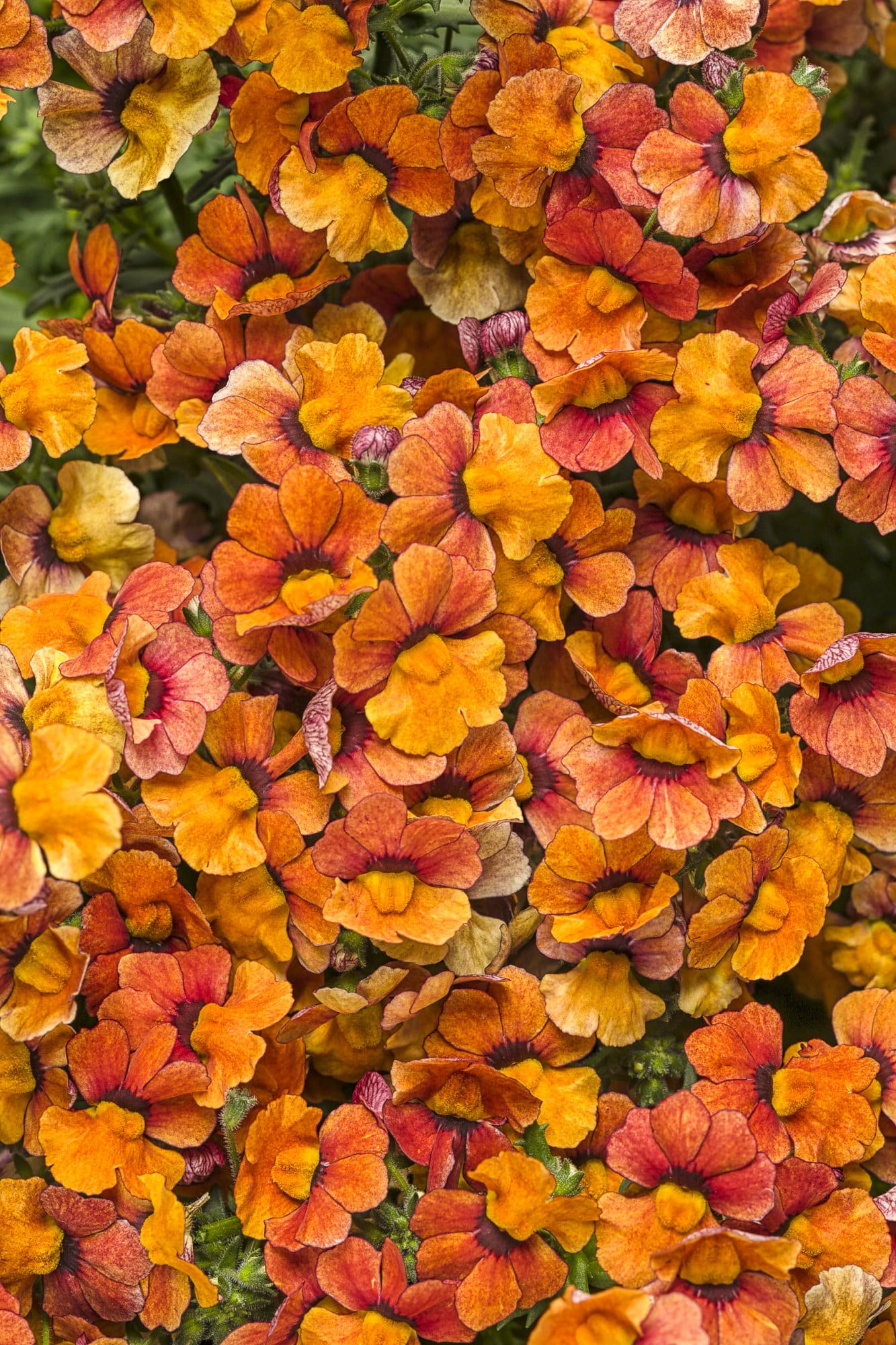 Sunsatia Blood Orange Nemesia Plant Library Pahl's Market Apple