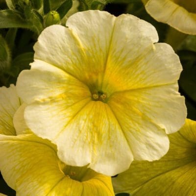 Easy Wave Yellow Petunia - Plant Library - Pahl's Market - Apple Valley, MN
