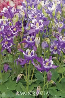 Winky Blue and White Columbine