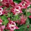 Winky Red and White Columbine