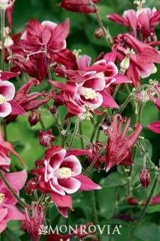 Winky Red and White Columbine