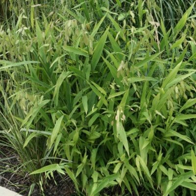 Northern Sea Oat Grass - Plant Library - Pahl's Market - Apple Valley, MN