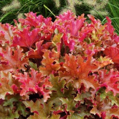 Marmalade Coral Bells