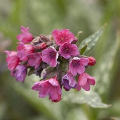 Raspberry Splash Lungwort