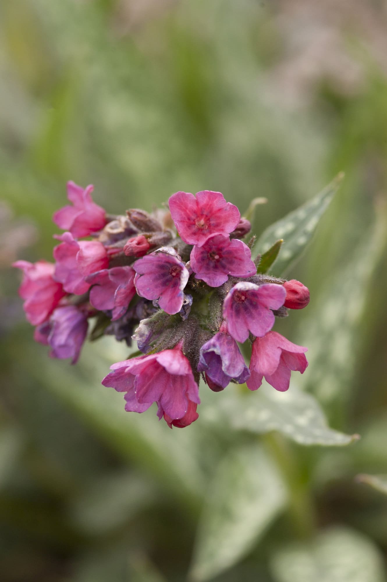 Raspberry Splash Lungwort