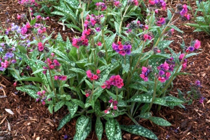 Raspberry Splash Lungwort