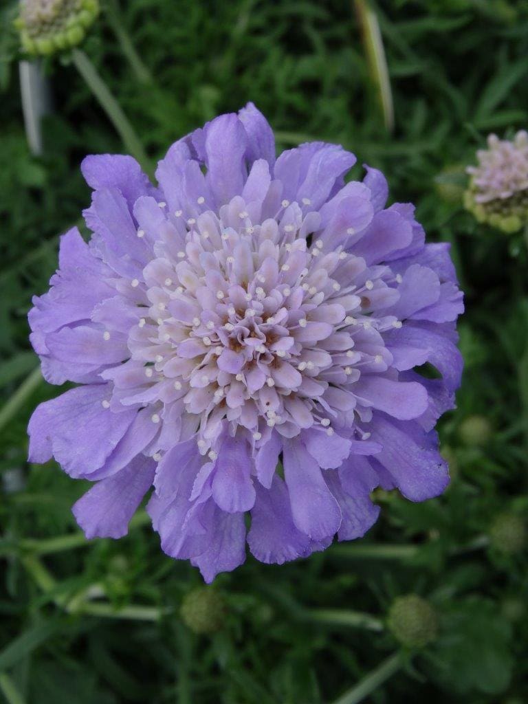 Butterfly Blue Pincushion Flower Plant Library Pahl's Market