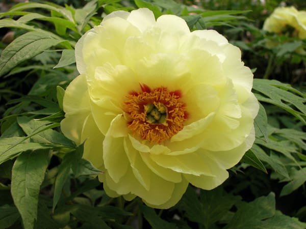 High Noon Tree Peony