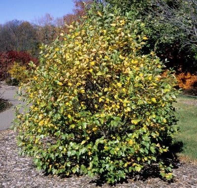 Plant of the Month – June 2016
