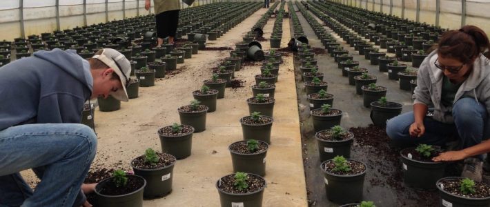 Mums the Word Planting Mums
