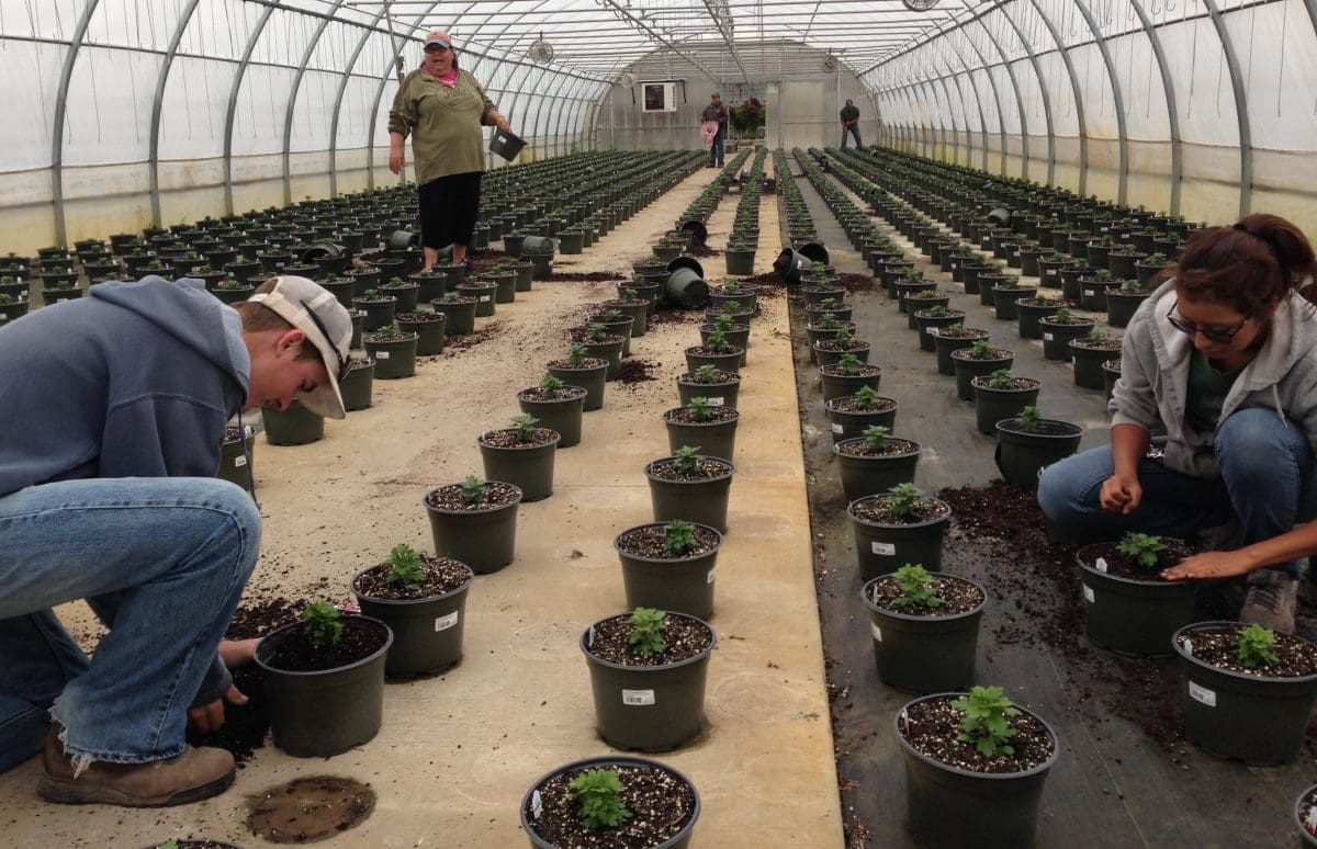 Planting Mums