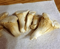 Nebrodini Mushrooms