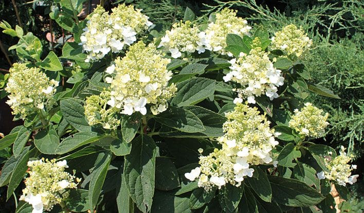 Plant of the Month – Baby Lace Hydrangea