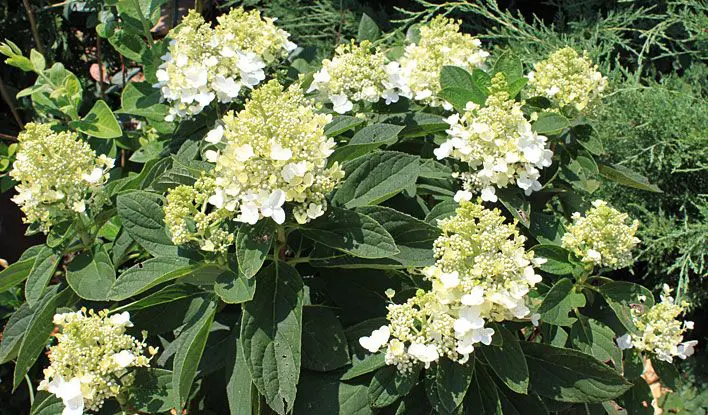 Baby Lace Hydrangea