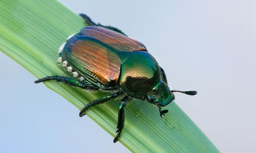 Japanese Beetles & Grubs
