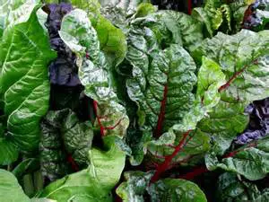 Swiss Chard