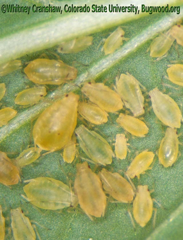 Aphids