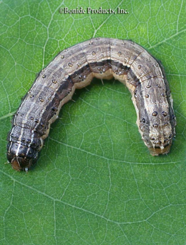 Armyworms