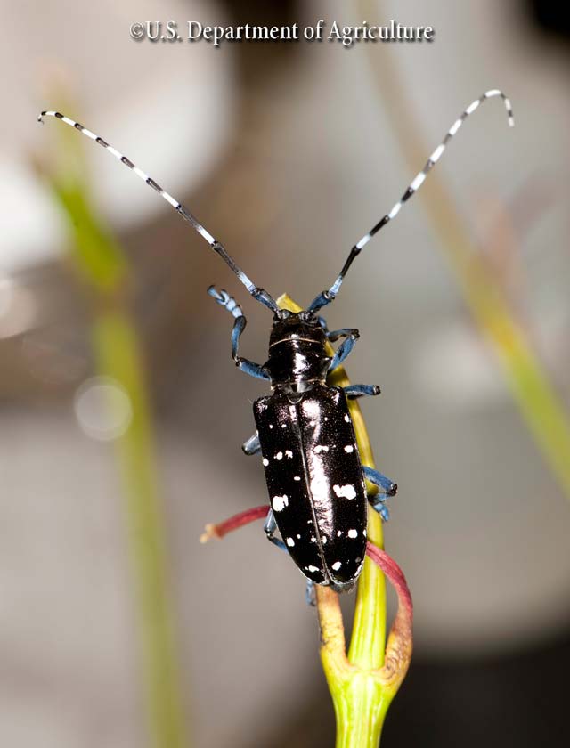 Asian Longhorn Beetle