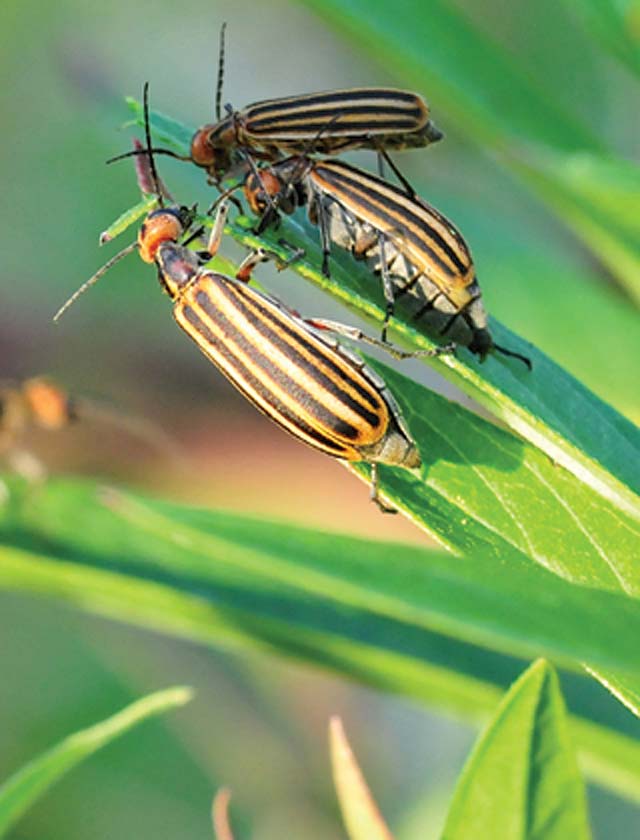 Blister Beetles