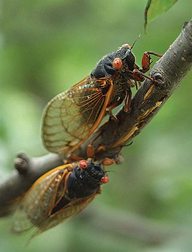 Cicadas