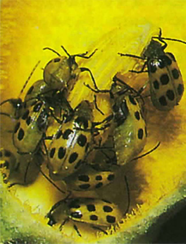 Cucumber Beetles