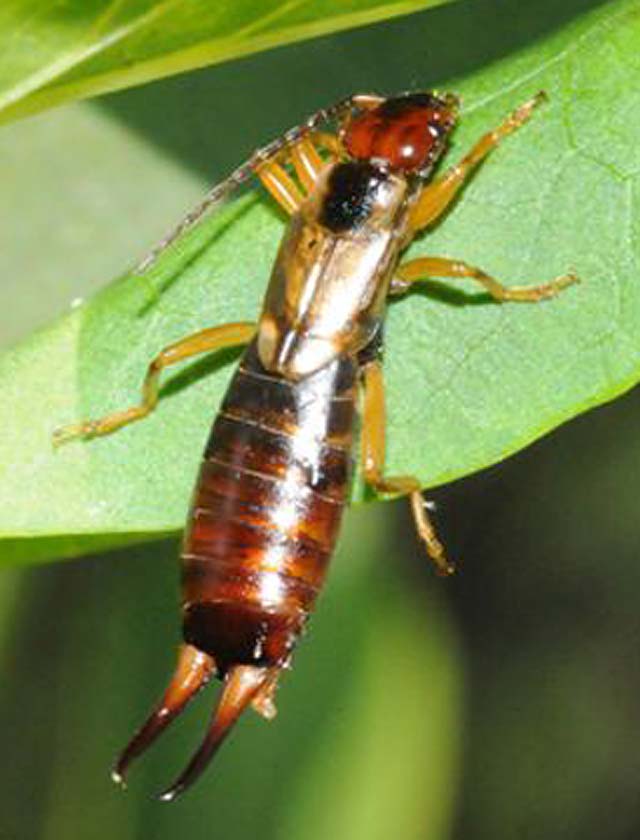 Earwigs