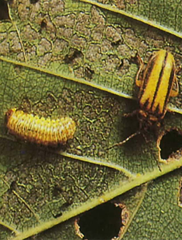 Elm Leaf Beetles