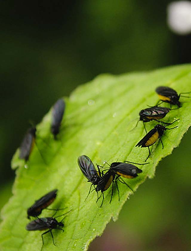 Fungus Gnats