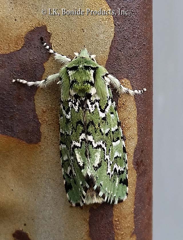 Green Marvel Moth