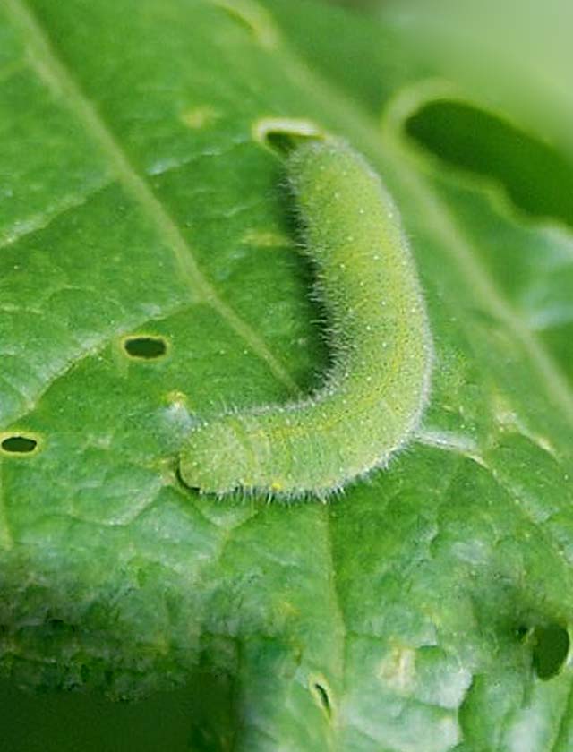 Imported Cabbageworms