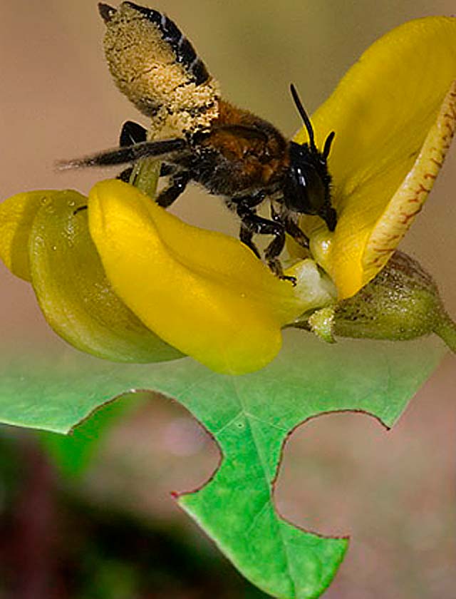 Leafcutting Bees