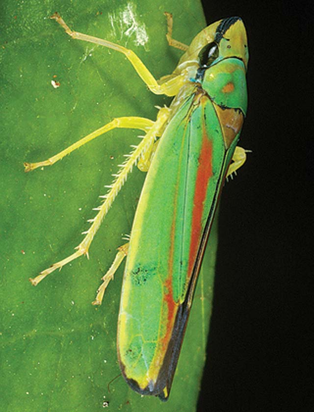 Leafhoppers