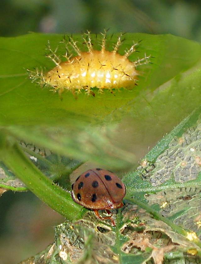 Mexican Bean Beetles