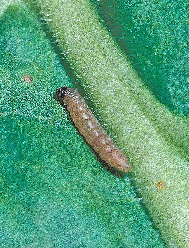 Potato Tuberworms