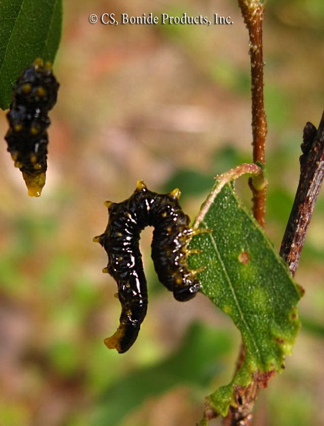 Sawfly (Larvae)