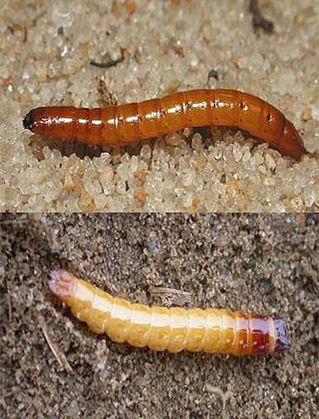 Wireworms