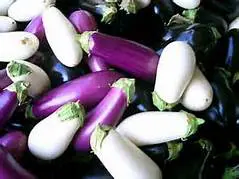 White Lightning Eggplant