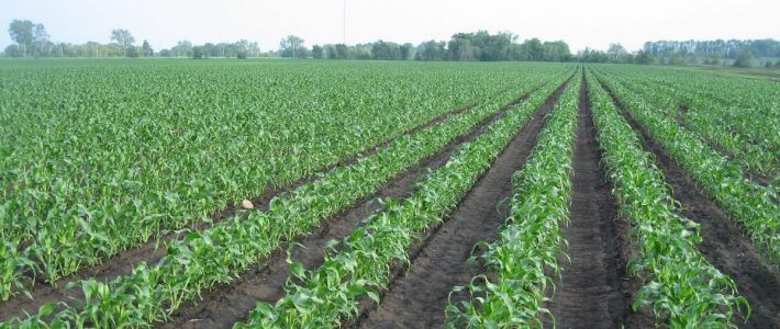 Let Us Give Thanks Field