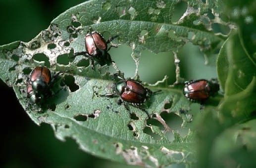 Pest Alert!  Japanese Beetle