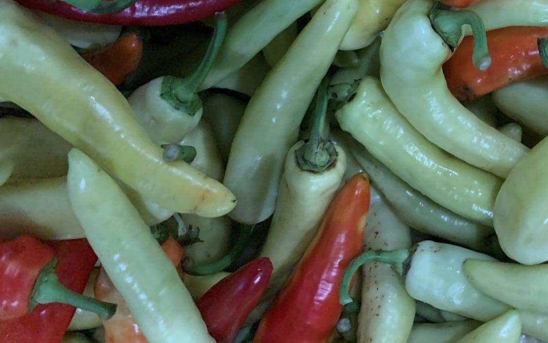 Sweet Peppers or Banana Peppers